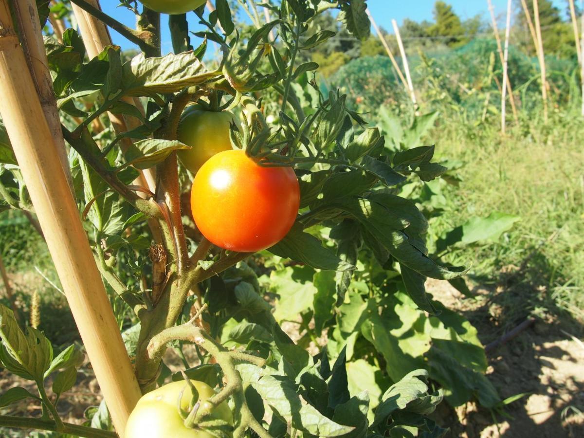Agriturismo Ardizio 43 Песаро Екстериор снимка