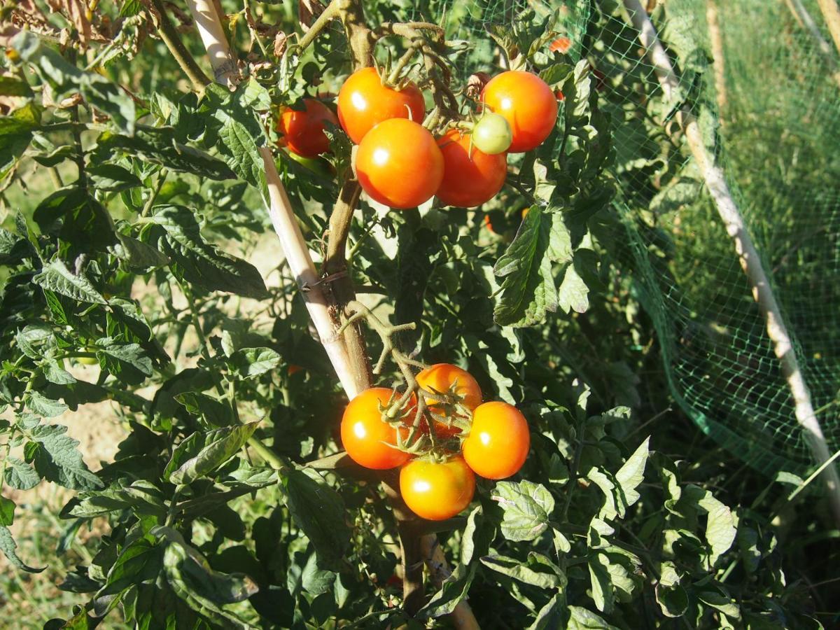 Agriturismo Ardizio 43 Песаро Екстериор снимка